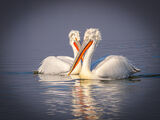 Къдроглави пеликани в езеро Керкини, Гърция ; comments:9