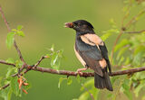 розов скорец/Rosy starling/Sturnus rodeus ; comments:8