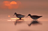 Малък горски водобегач/Wood sandpiper/Tringa glareola ; comments:8