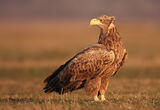 морски орел/White-tailed eagle/Haliaeetus albicilla ; comments:7