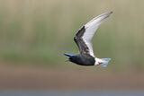 белокрила рибарка/White-winged tern/Chlidonias leucopterus ; comments:2