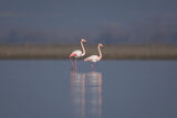 Розово фламинго ; comments:10