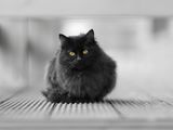 Когато черната котка не ти пресича пътя, а те гледа от нищото. ; comments:9