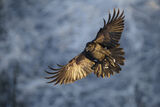 Гарван (Corvus corax) ; comments:14
