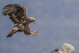 Скален орел (Aquila chrysaetos) ; Коментари:3