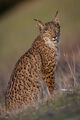 Принцеса Lynx ; Коментари:5
