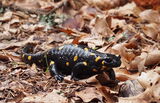 Бременна Salamandra salamandra ; Коментари:1