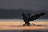 Голям корморан (Phalacrocorax carbo) ; Comments:1