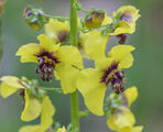Verbascum xanthophoeniceum(жълто-виолетов лопен) ; Коментари:3