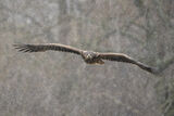Морски орел (Haliaeetus albicilla) ; comments:3