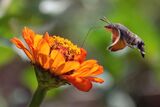 Пеперуда Гълъбова опашка в полет ; comments:14