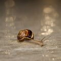 Beautiful snail ; comments:3