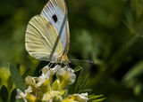 Pieris brassicae (Pieridae)/Зелева пеперуда/ ; comments:2