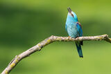 Синявица/ Coracias garrulus ; Коментари:9