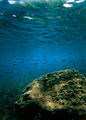 Светът, същестуващ под водата ; comments:1