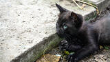 Черно котенце ; Коментари:1