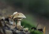 Бисерна гъба (amanita rubescens) ; comments:3