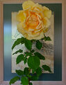 Натюрморт с жълта роза ; comments:11