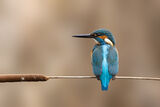 Земеродно рибарче (Common Kingfisher) ; comments:13