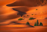 Пустинни форми ; comments:29