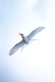 Arctic tern ; comments:3
