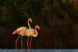 Розово фламинго (Phoenicopterus roseus) ; Коментари:8