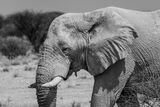 Африкански слон ; Коментари:1