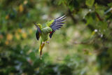 Крамеров папагал (ring-necked parakeet) ; Коментари:3
