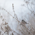 Baikal bullfinch ; Коментари:6