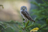 Врабчова кукумявка. (Glaucidium passerinum) ; Comments:14