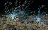 Морски анемони ; comments:12