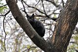 Котка на V-образно дърво ; comments:3