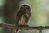 Врабчова кукумявка. (Glaucidium passerinum) Eurasian pygmy owl ; comments:13