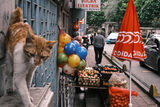 По улиците на Истанбул, Турция ; comments:3