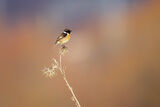 European stonechat ; Коментари:7