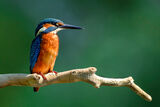 Kingfisher ; comments:10