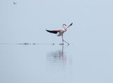flamingo balet ; comments:7
