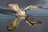  къдроглав пеликан ; comments:9