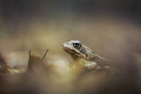 Горска дългокрака жаба (Rana dalmatina) ; Коментари:25