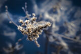 Frost on Blue ; Коментари:5