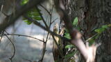 Lacerta viridis ; comments:2