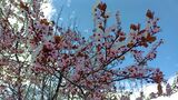 Розова пролет ; comments:5