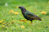 Обикновен скорец (Sturnus vulgaris) ; comments:4