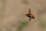 Голяма пчелна муха в полет ; comments:36