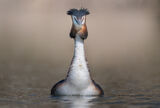 Great Grebe ; Comments:17