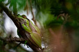 Дървесна жаба ; comments:3