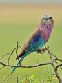 Lilac-breasted roller ; comments:9