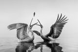 Черно бели пеликани ; comments:7