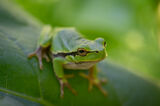 Дървесница (Hyla arborea) ; comments:6