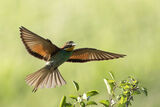 Пчелояд - European Bee-eater ; Коментари:9